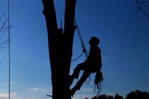 tree cutting services
